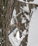 Red bellied Woodpecker